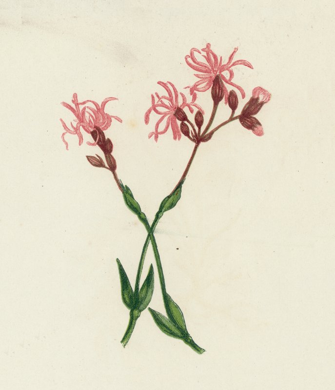 Silene fior di cuculo da English School