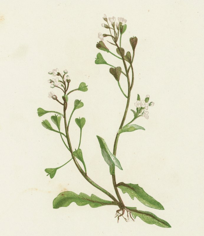 Borsa del pastore, Capsella Bursa-pastoris da English School