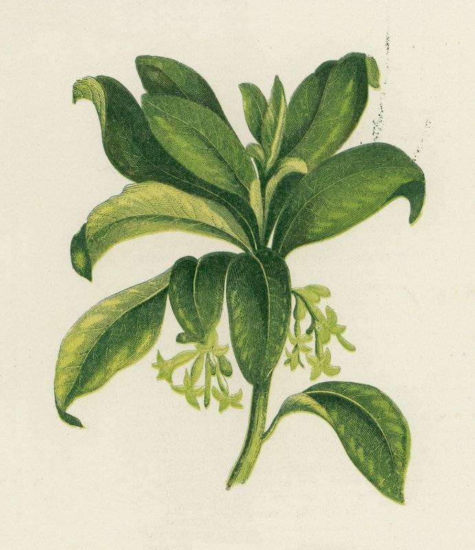 Laureola da English School