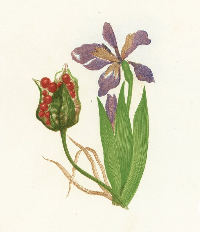 Iris Foetidissima da English School