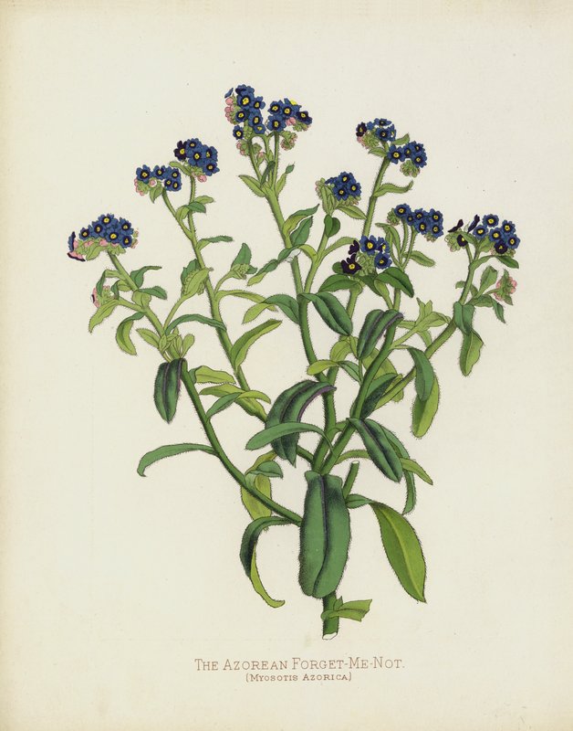 Il non-ti-scordar-di-me delle Azzorre, Myosotis Azorica da English School