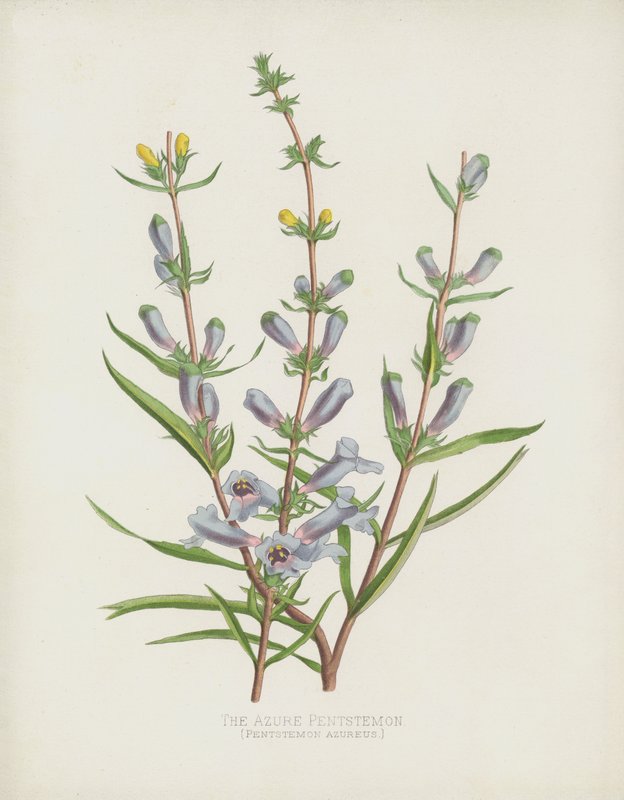 Pentstemon Azureus da English School