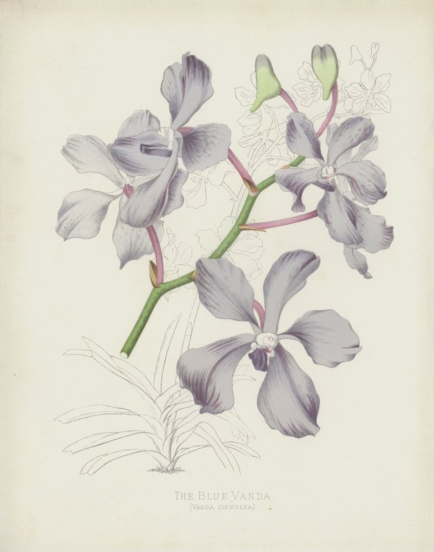 Vanda Coerulea da English School