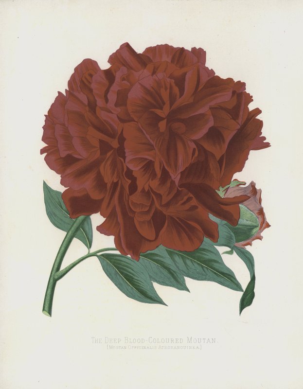 Il Moutan di colore rosso sangue, Moutan Officinalis; Atrosanguinea da English School