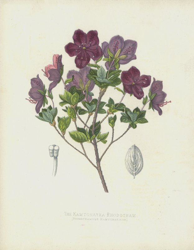 Il Rhodotham di Kamtchatka, Rhodothamnus Kamtchaticus da English School
