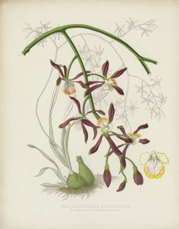 Epidendrum Longipetalum da English School