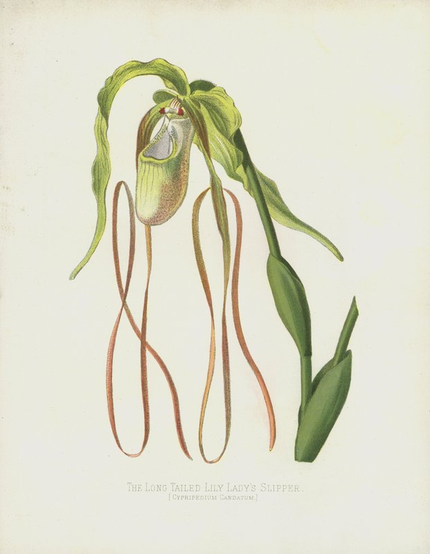 Il ladys-slipper a coda lunga, Cypripedium Caudatum da English School