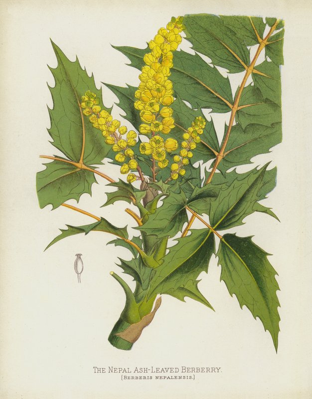 Il berberis nepalensis, Berberis Nepalensis da English School
