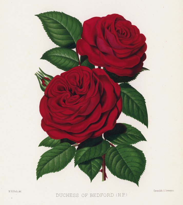 Il Giardino delle Rose: Duchessa di Bedford da English School