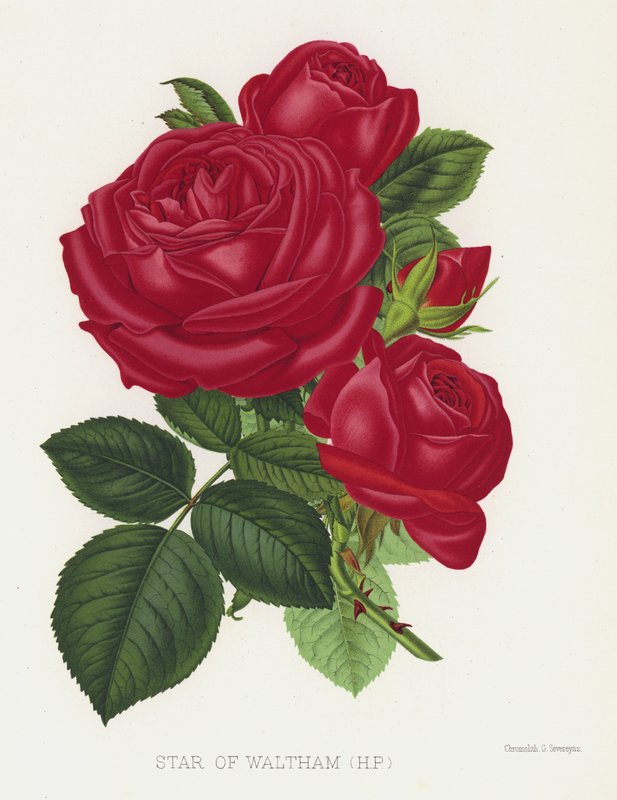 Il Giardino delle Rose: Stella di Waltham da English School