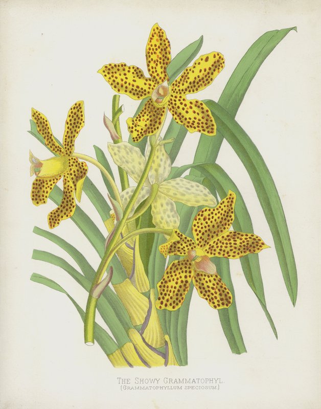 Grammatophyllum Speciosum da English School