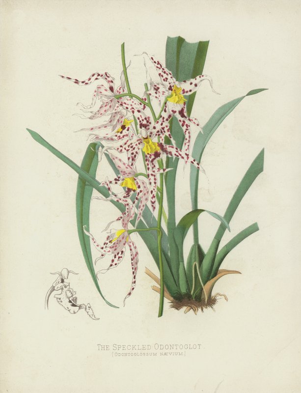 Odontoglossum Naevium da English School