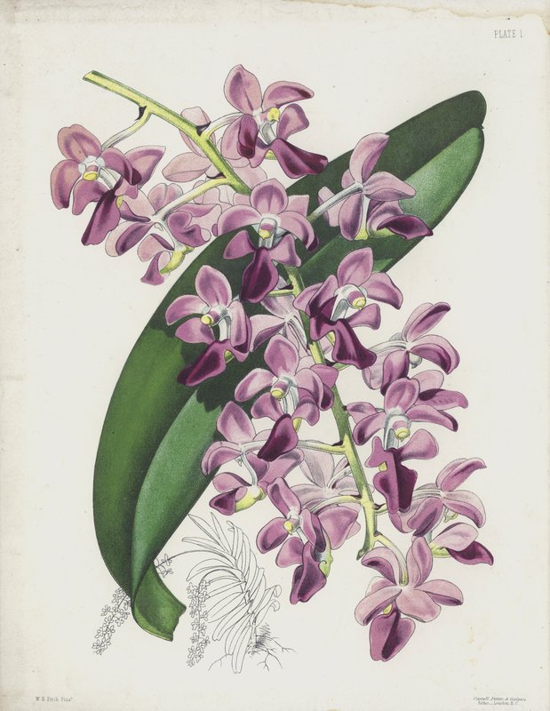 La pianta d