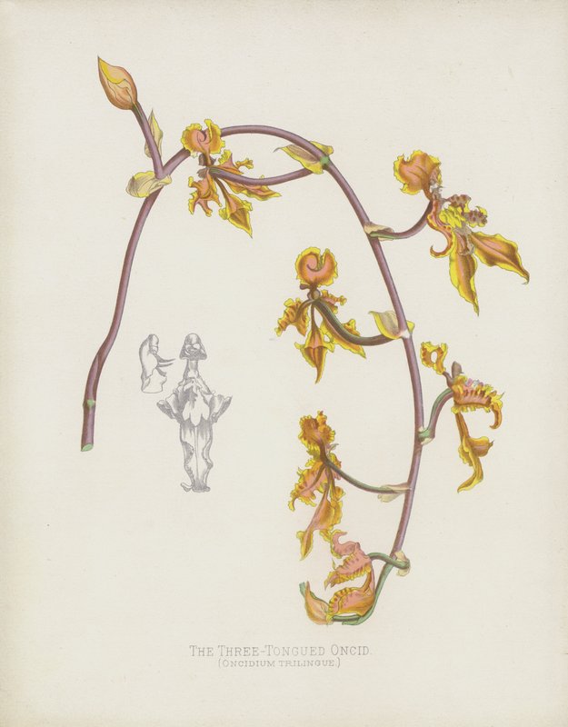 Oncidium Trilingue da English School