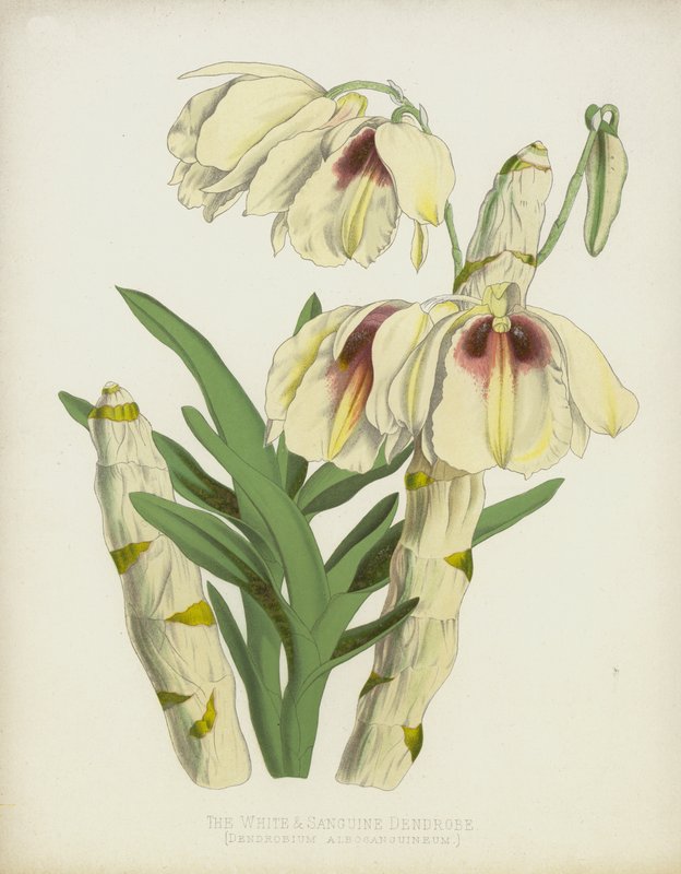 Dendrobium Albosanguineum da English School