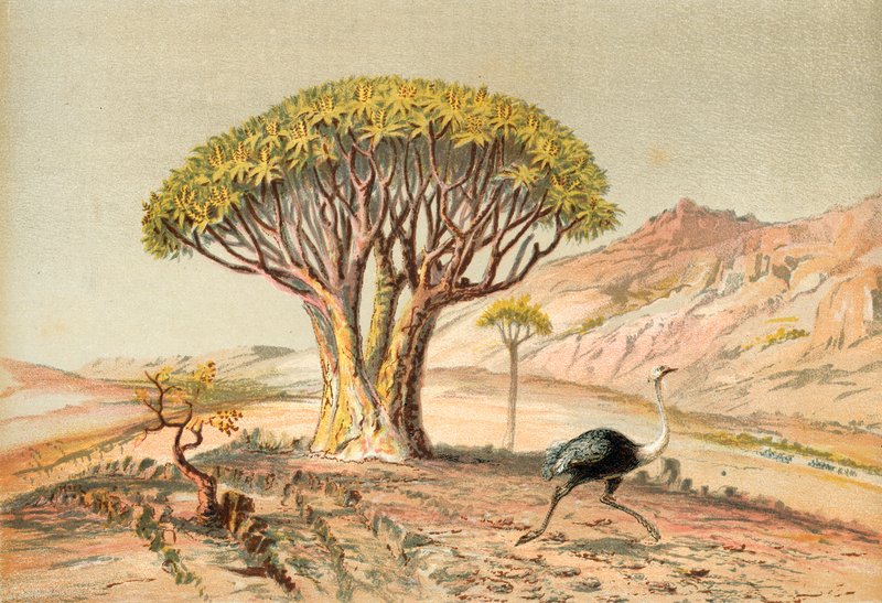I grandi alberi: aloe del Damaraland, Africa sud-occidentale da English School