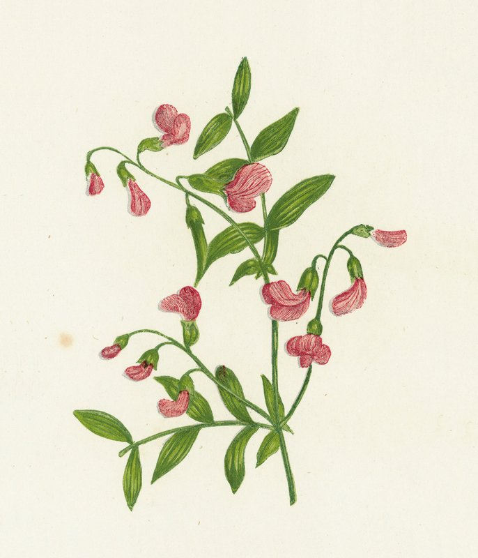 Veccia tuberosa da English School