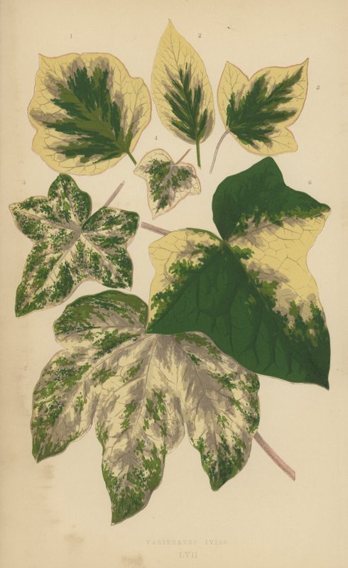 Edera variegata da English School