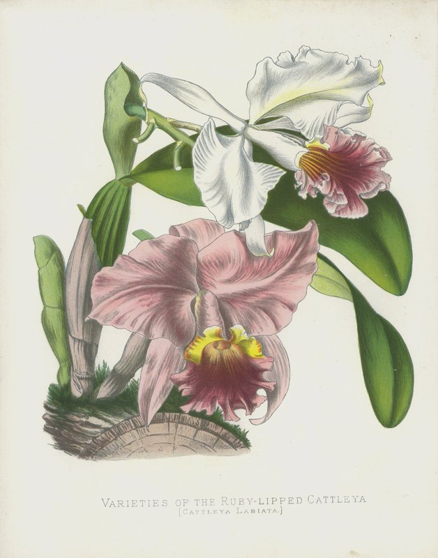 Varietà di Cattleya a labbra rubino, Cattleya Labiata da English School