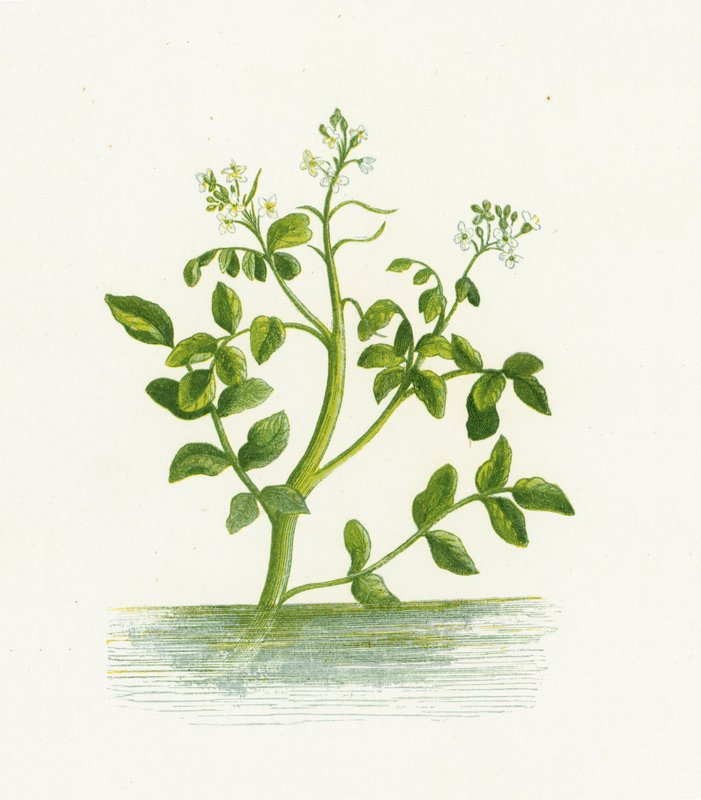 Crescione d