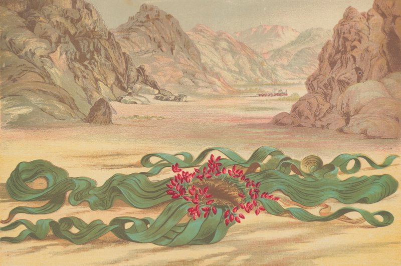 Welwitschia mirabilis, pianta dell