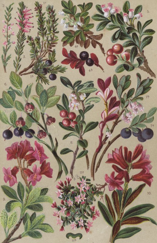 Flora alpina da European School