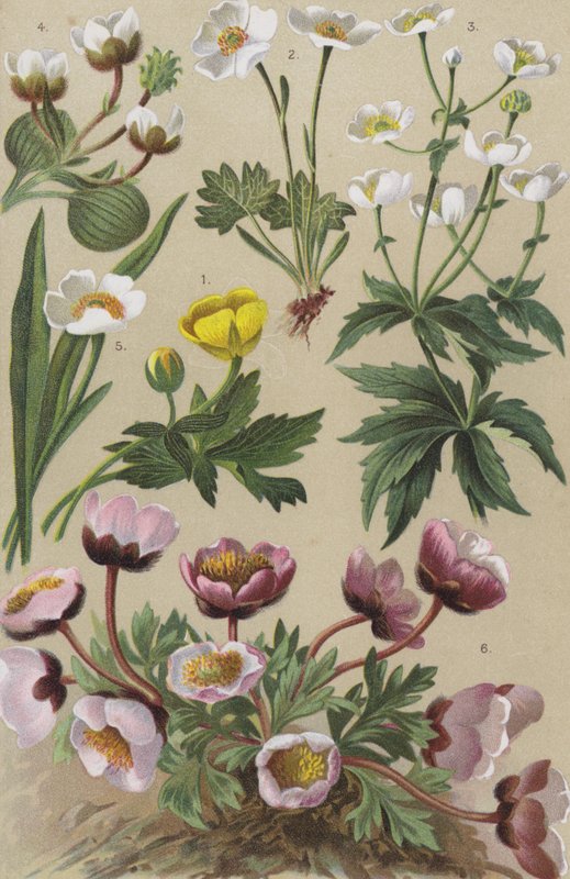 Flora alpina da European School