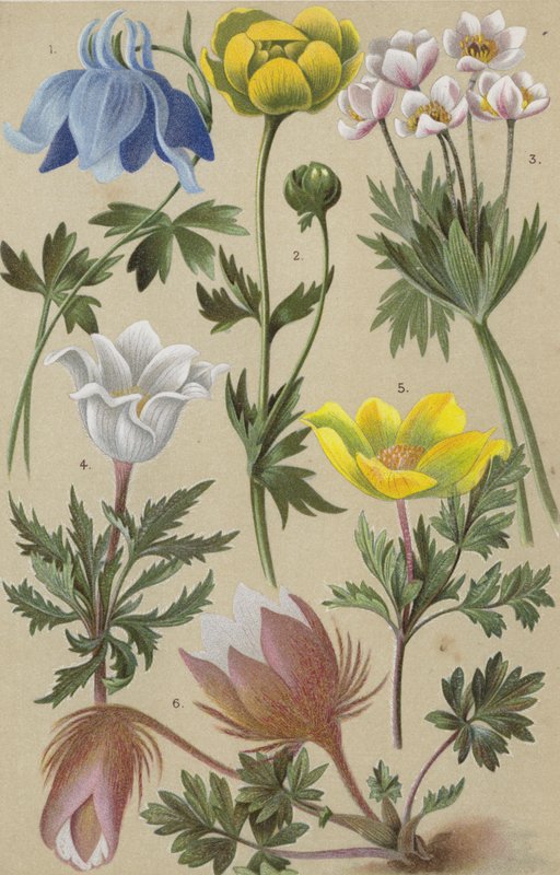 Flora alpina da European School
