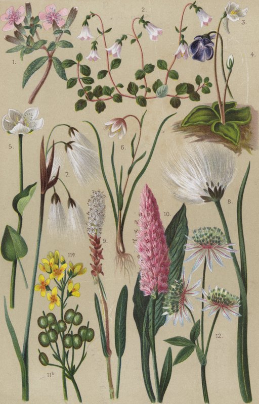 Flora alpina da European School
