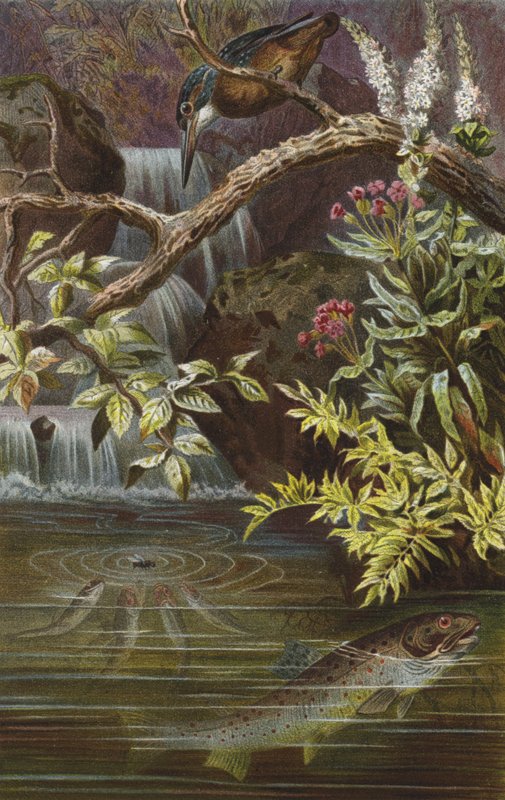 Trota di torrente da European School