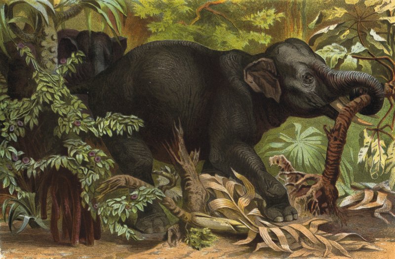 Elefante indiano da European School