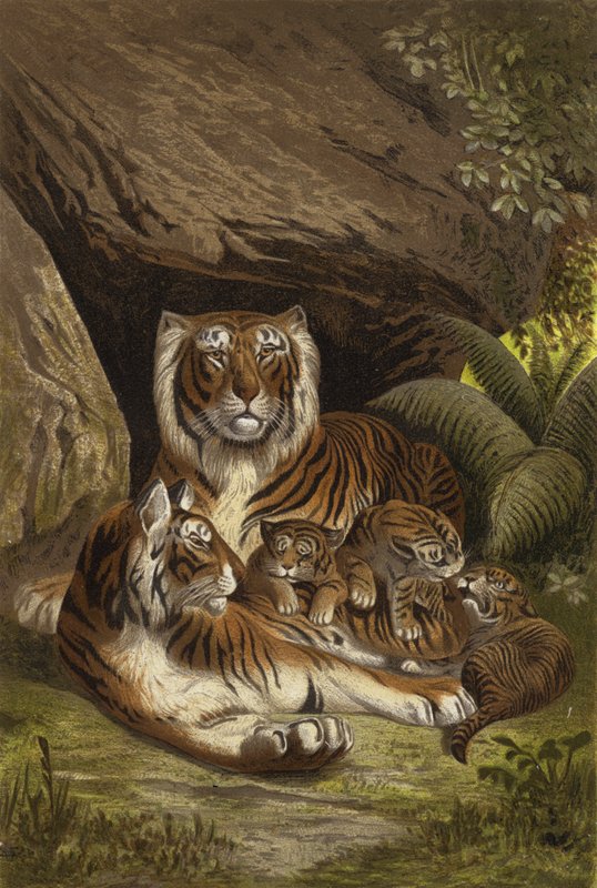 Tigre da European School