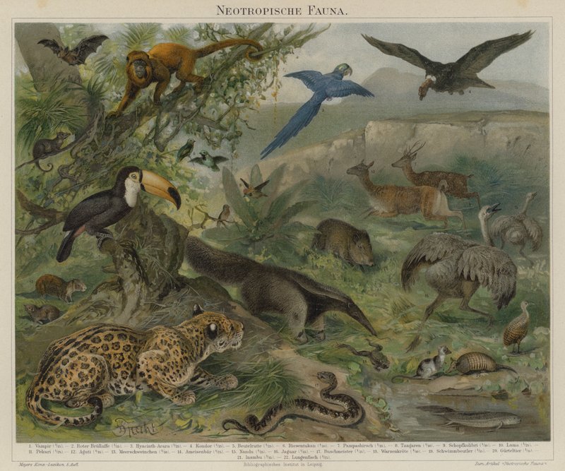 Fauna neotropicale da German School