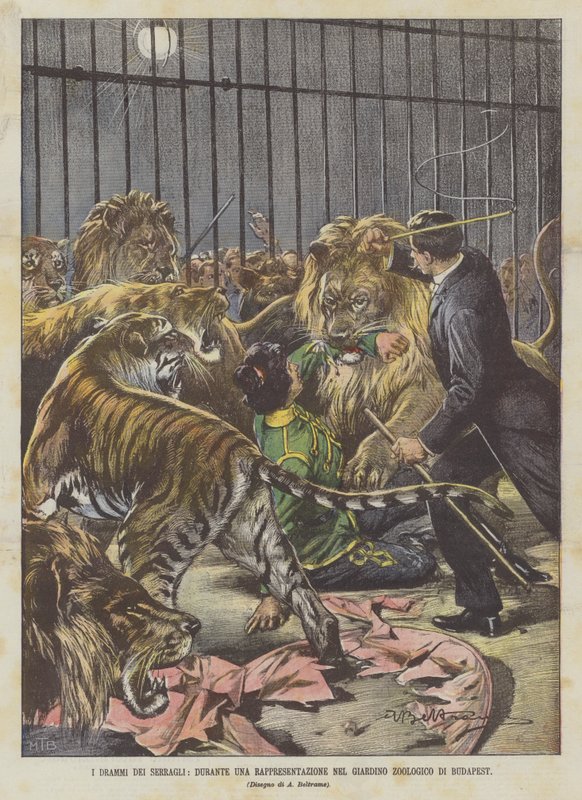 I drammi dei serragli, durante una rappresentazione nel giardino zoologico di Budapest da Achille Beltrame