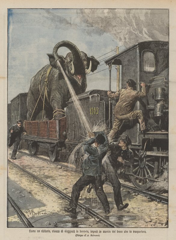 Un elefante stanco di viaggiare in ferrovia impedisce la marcia del treno da Achille Beltrame