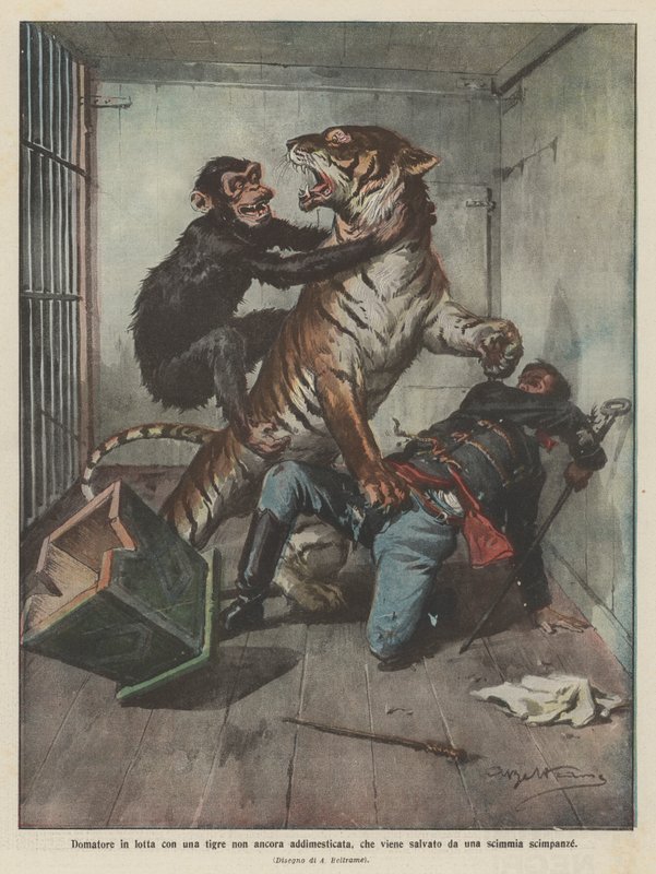 Domatore in lotta con una tigre non ancora addomesticata, che viene salvato da una scimmia scimpanzé da Achille Beltrame
