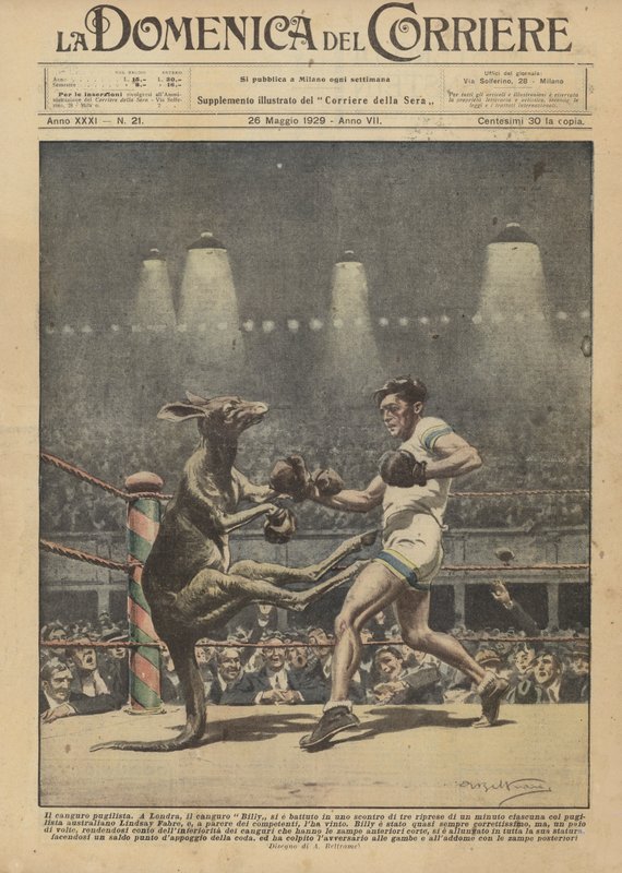 Il canguro pugilista da Achille Beltrame