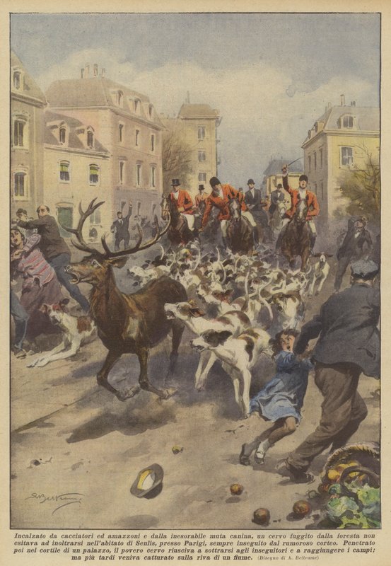 Incalzato da cacciatori ed amazzoni e dalla inesorabile muta canina, un cervo fuggito dalla da Achille Beltrame