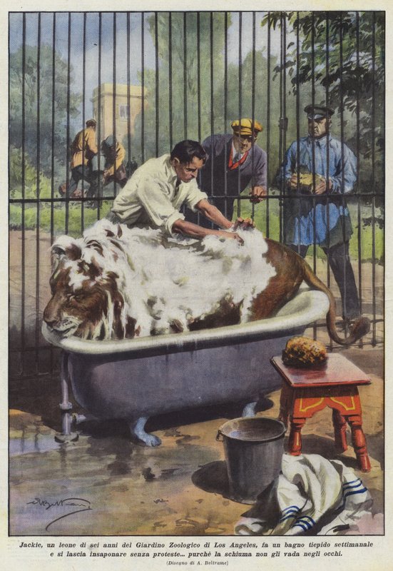 Jackie, un leone di sei anni del Giardino Zoologico di Los Angeles, fa un bagno tiepido da Achille Beltrame