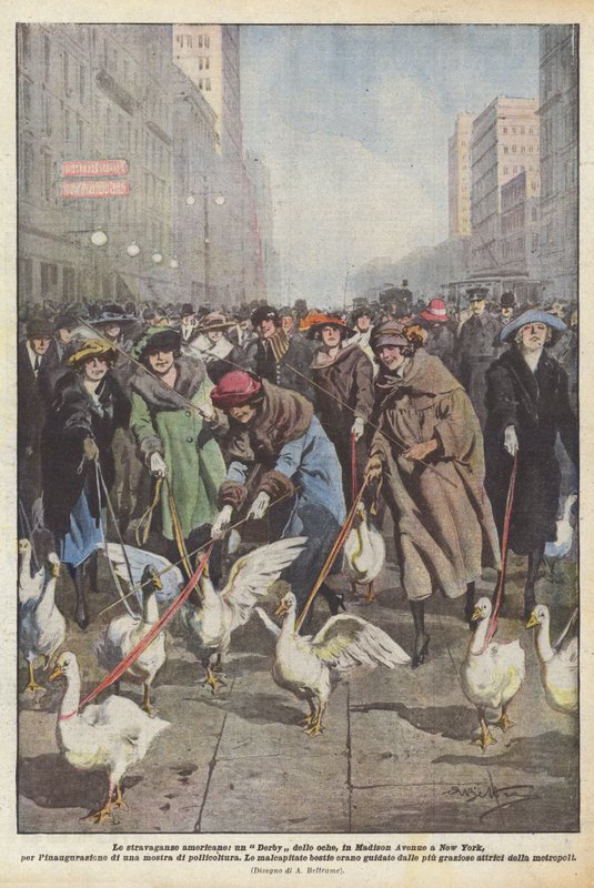 Le stravaganze americane, un Derby delle oche, in Madison Avenue a New York, per l