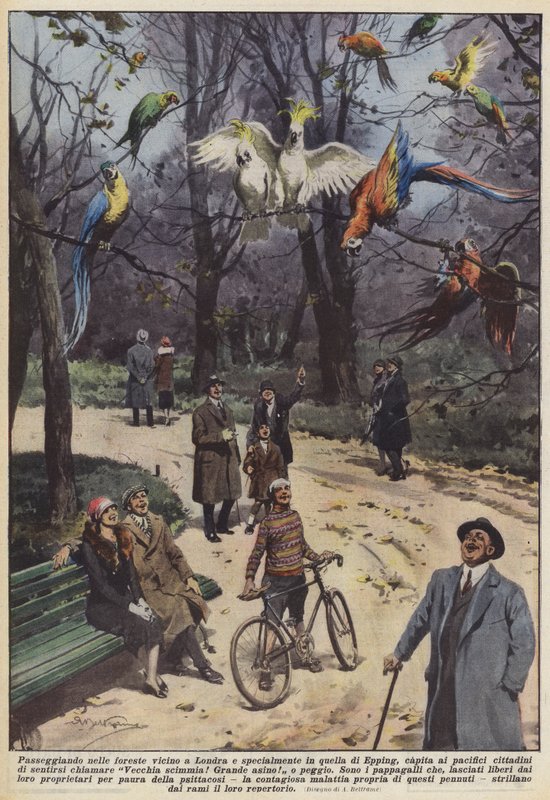 Passeggiando nelle foreste vicino a Londra e specialmente in quella di Epping, capita ai pacifici da Achille Beltrame