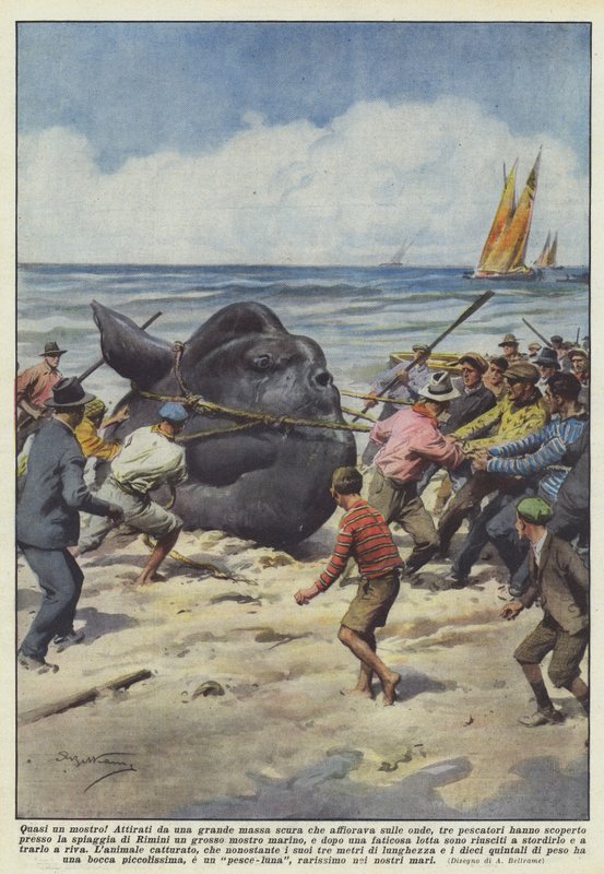 Quasi un mostro! da Achille Beltrame