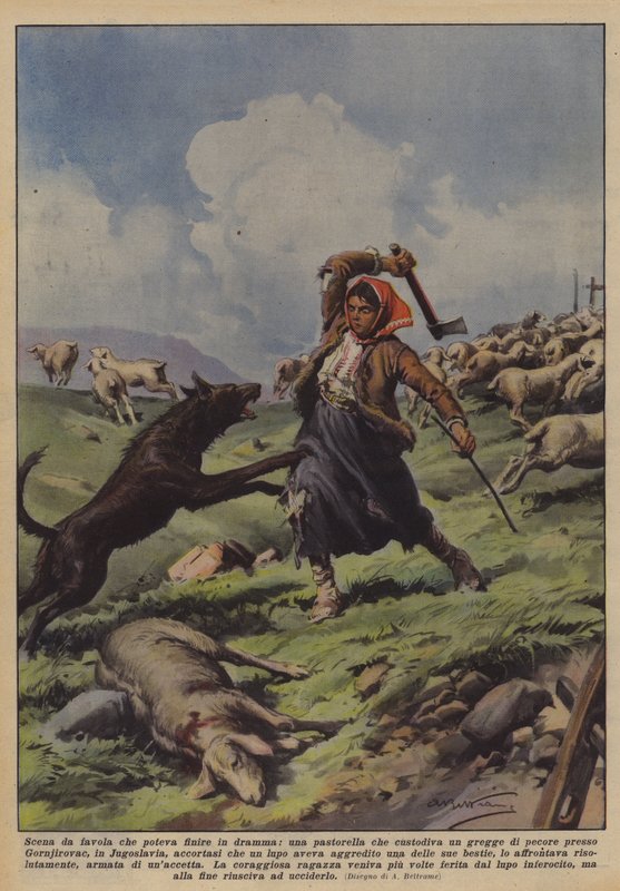 Scena da favola che poteva finire in dramma, una pastorella che custodiva un gregge di pecore? da Achille Beltrame