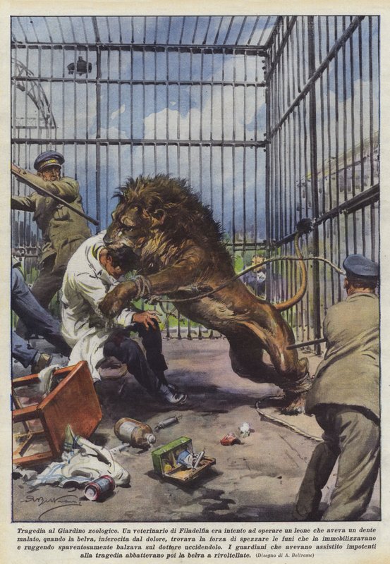 Tragedia al Giardino zoologico da Achille Beltrame