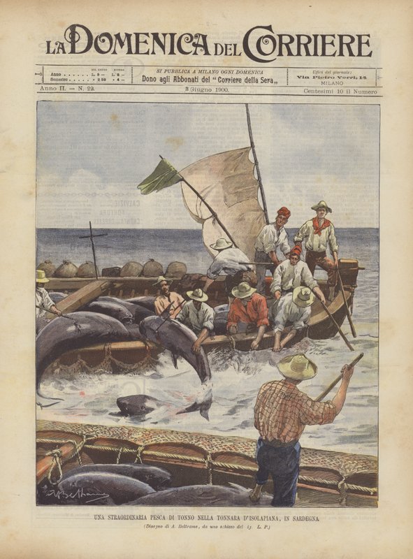 Una straordinaria pesca di tonno nella tonnara d
