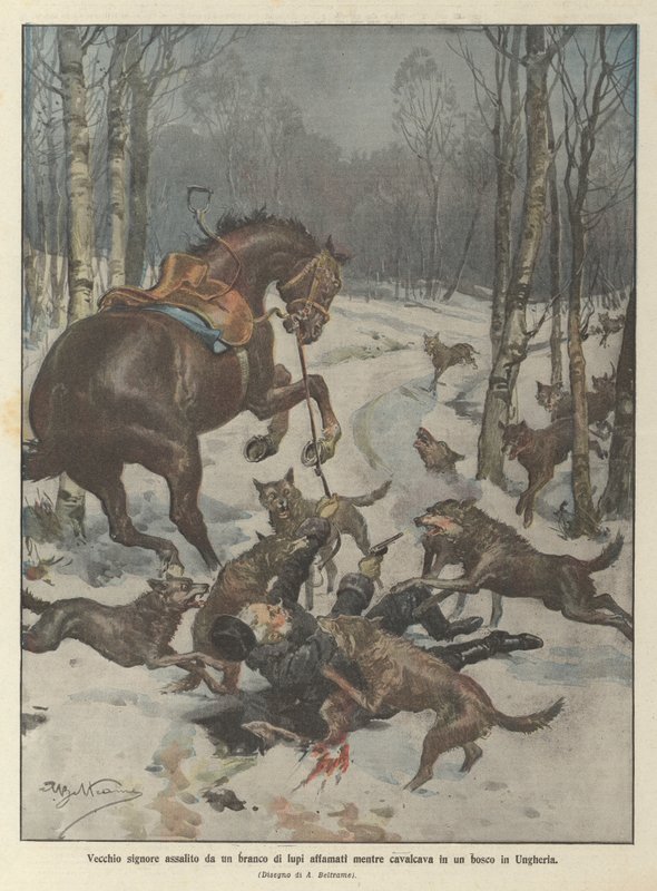 Vecchio signore assalito da un branco di lupi affamati mentre cavalcava in un bosco in Ungheria da Achille Beltrame