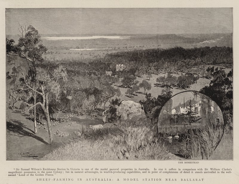 Allevamento di pecore in Australia, una stazione modello vicino a Ballarat da Albert Henry Fullwood