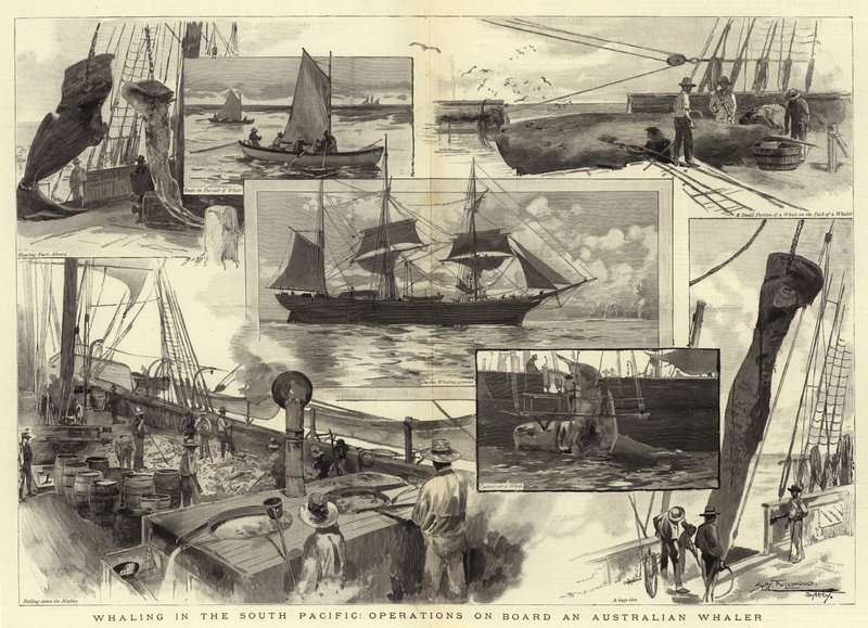Caccia alla balena nel Pacifico meridionale, operazioni a bordo di una baleniera australiana da Albert Henry Fullwood