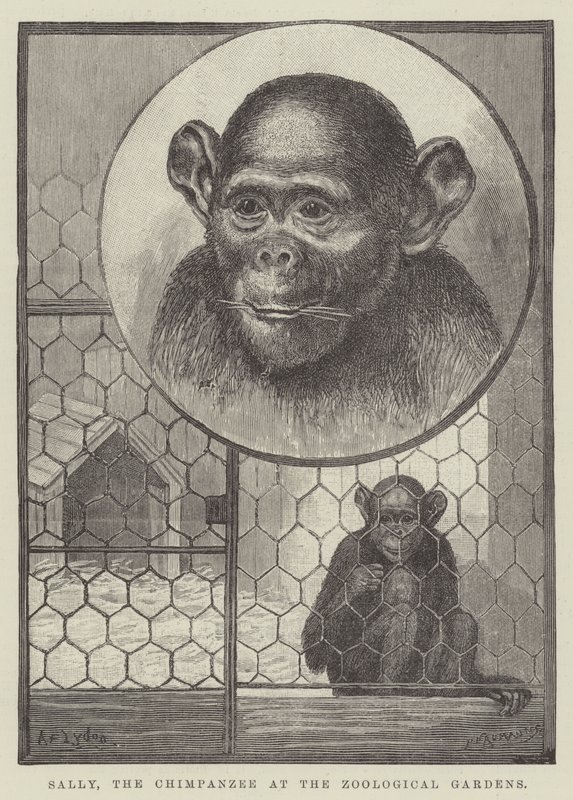 Sally, lo scimpanzé ai Giardini Zoologici da Alexander Francis Lydon