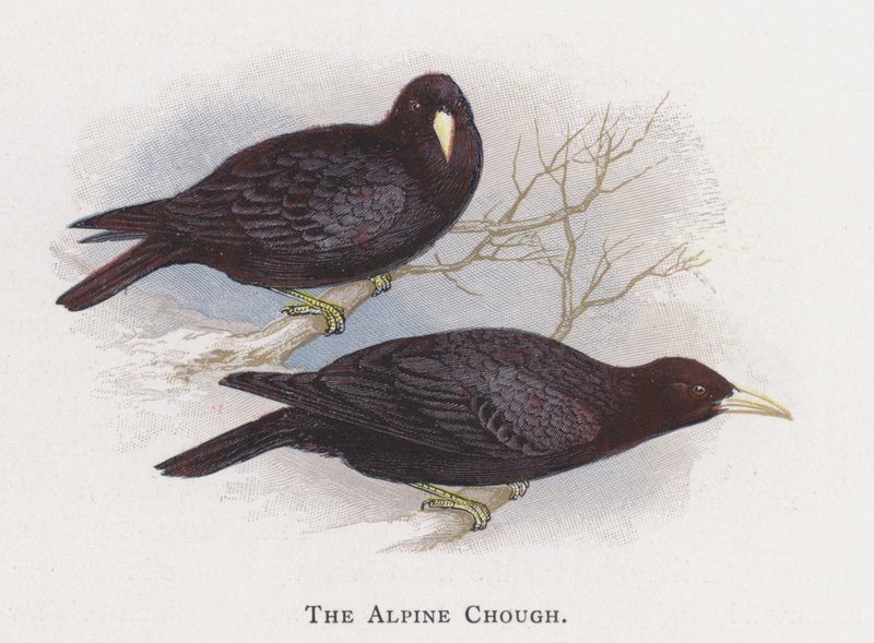 Il gracchio alpino da Alexander Francis Lydon